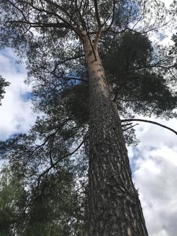 Фото номера Дом с 2 спальнями Дома для отпуска Pine trees г. Evarti 14