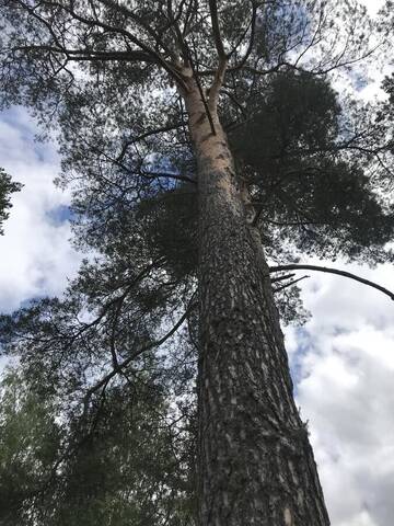 Фото номера Дом с 2 спальнями Дома для отпуска Pine trees г. Evarti 7
